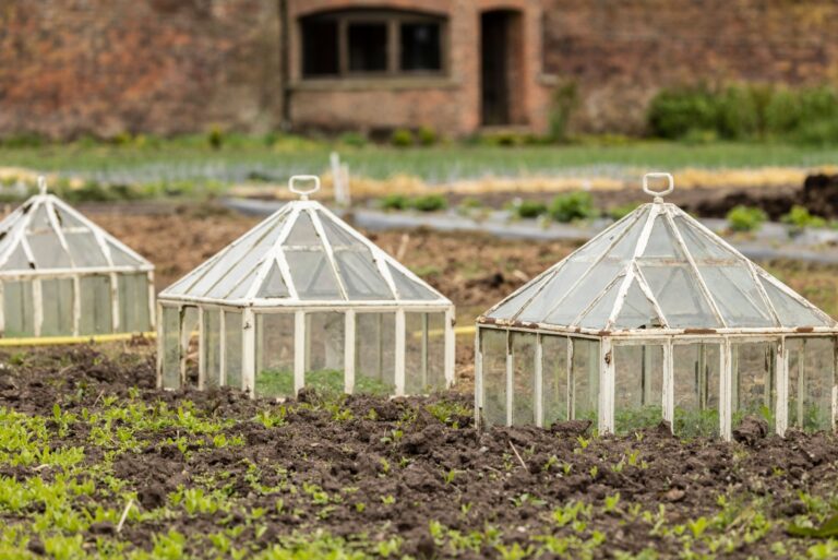 three Antique white cloche in vegetable garden