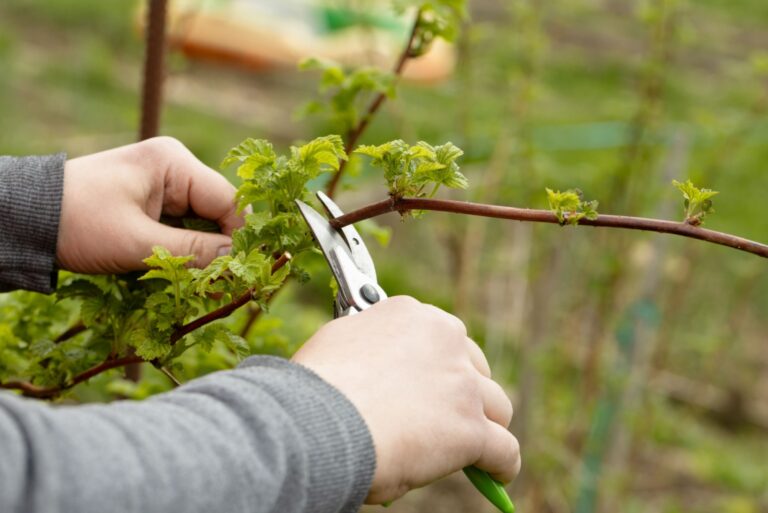 A gardener manually cuts a raspberry bush with a bypass pruner