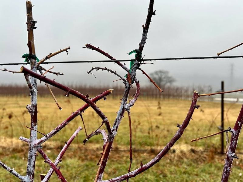 Prune Away Spent Canes After Harvest