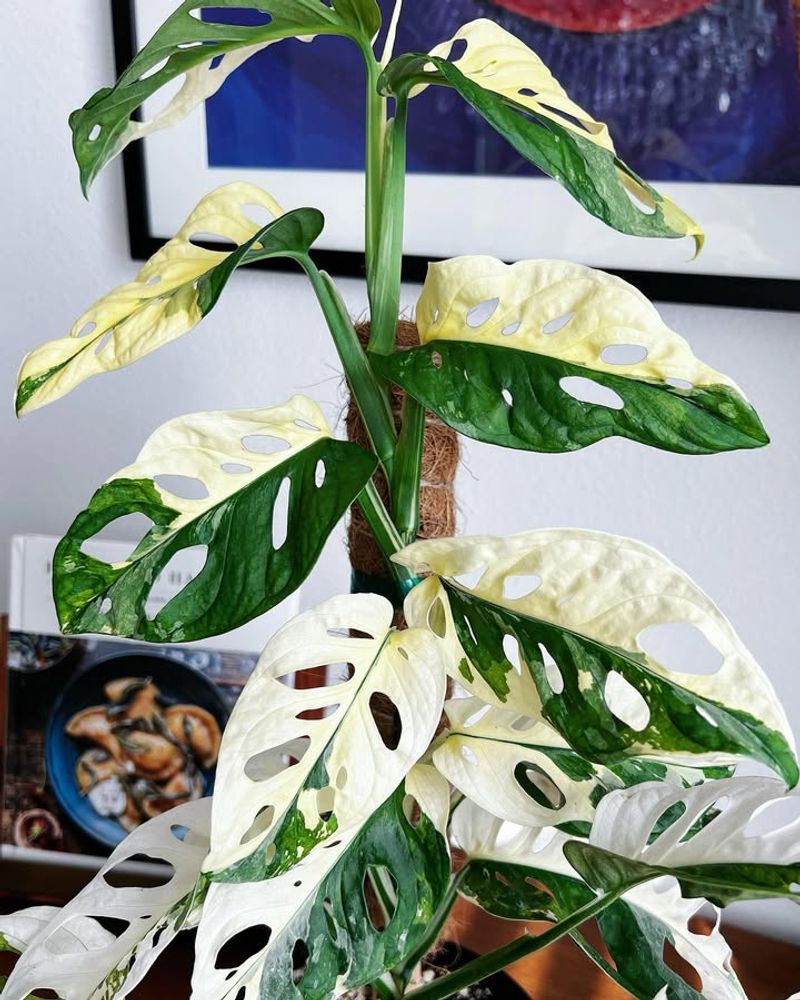 Monstera Adansonii Variegated