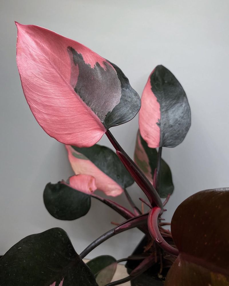 Philodendron Pink Princess