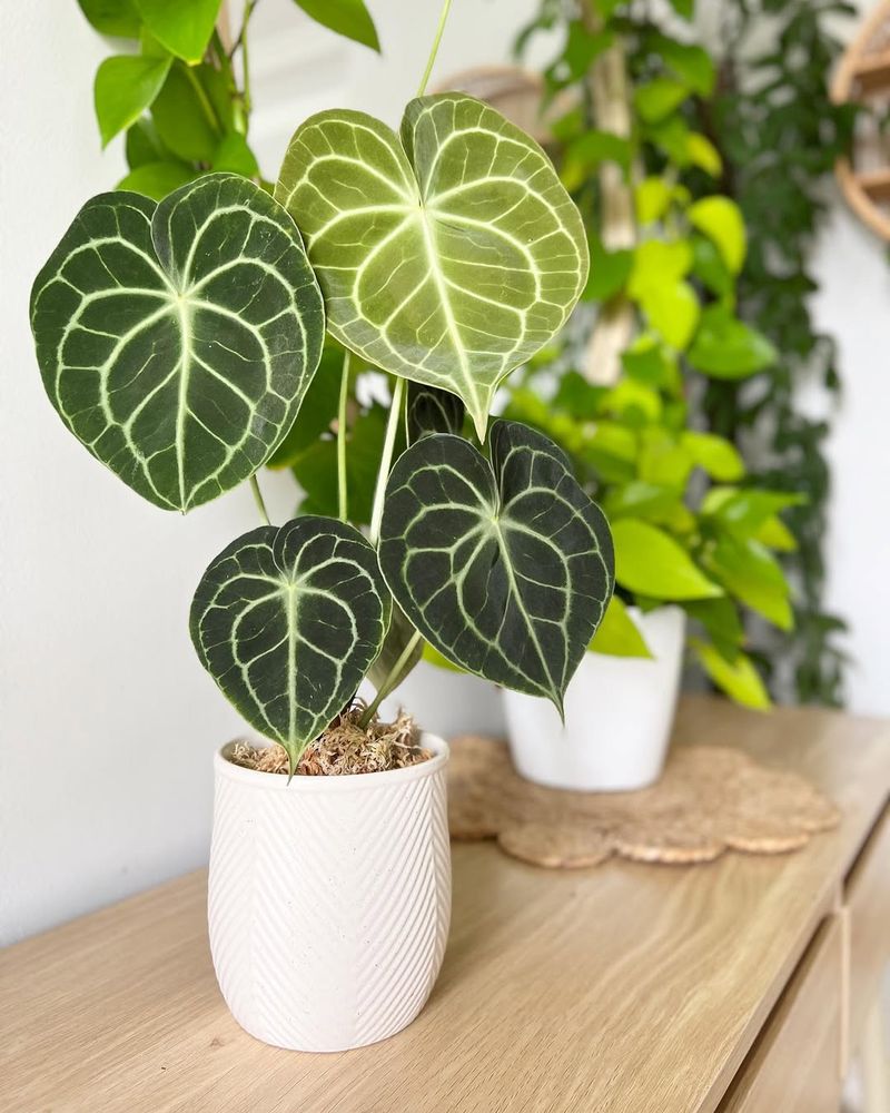 Anthurium Clarinervium