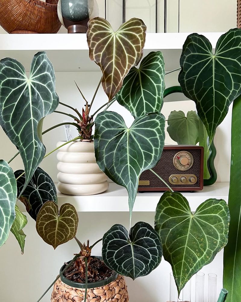 Anthurium Clarinervium
