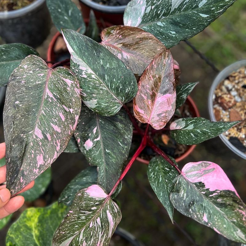 Philodendron Pink Princess