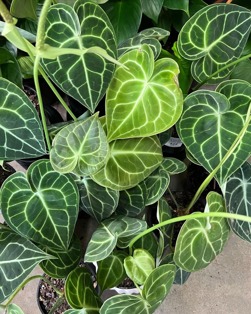 Anthurium Clarinervium