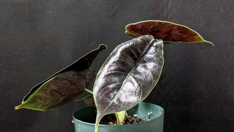 Alocasia Azlanii Red Mambo