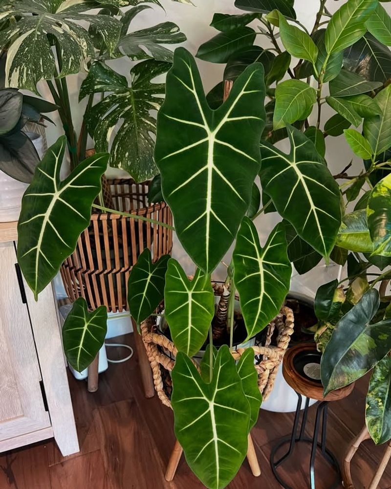 Alocasia Frydek
