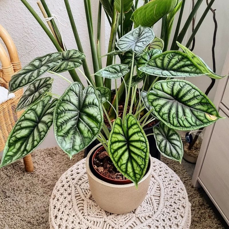 Alocasia Dragon Scale