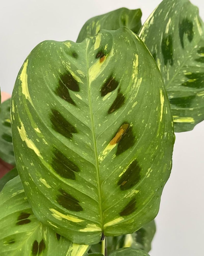 Maranta Leuconeura Kerchoveana