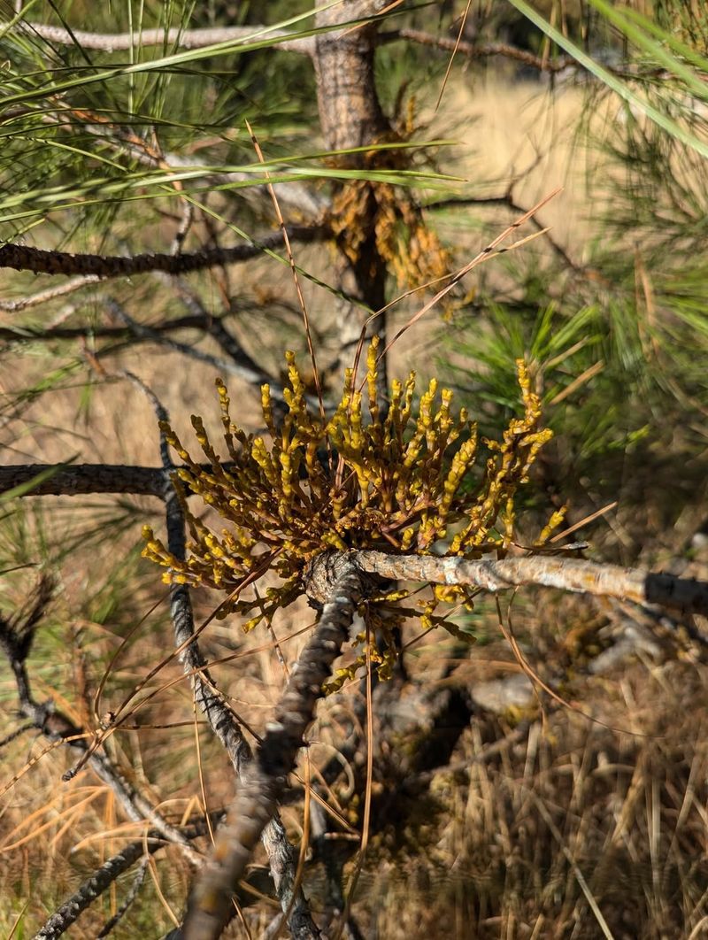 Mistletoe Clusters