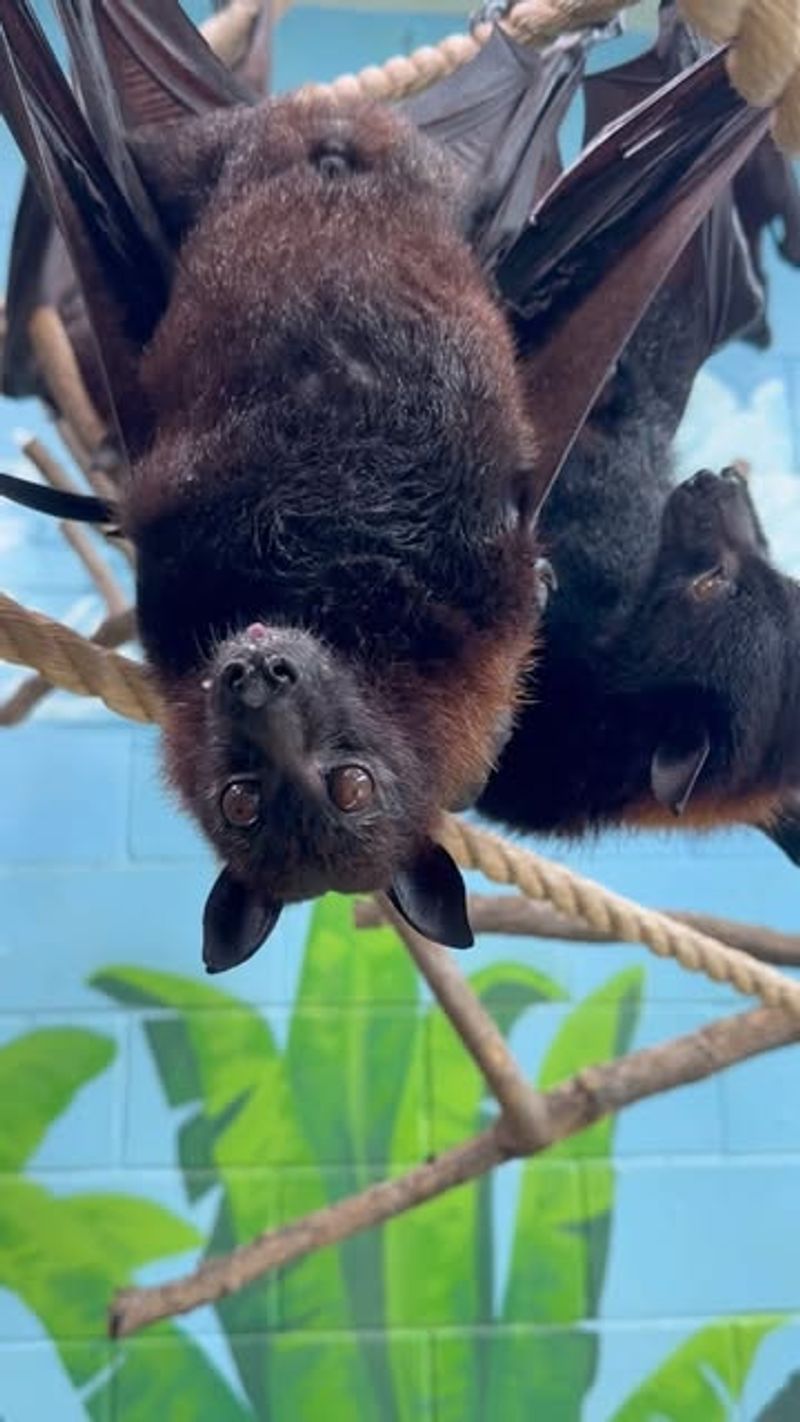 Bats