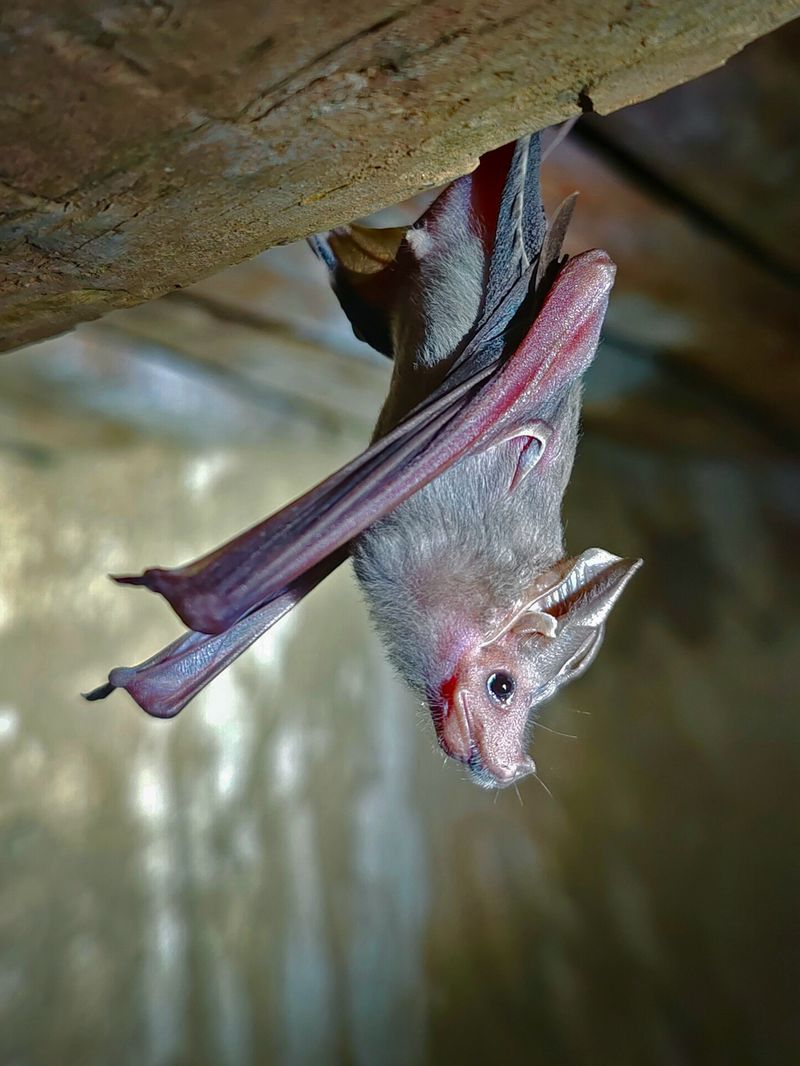 Bats