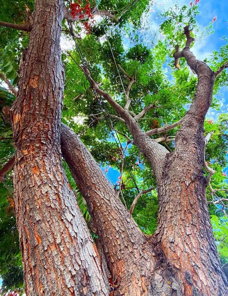 Timber Harvest Marking