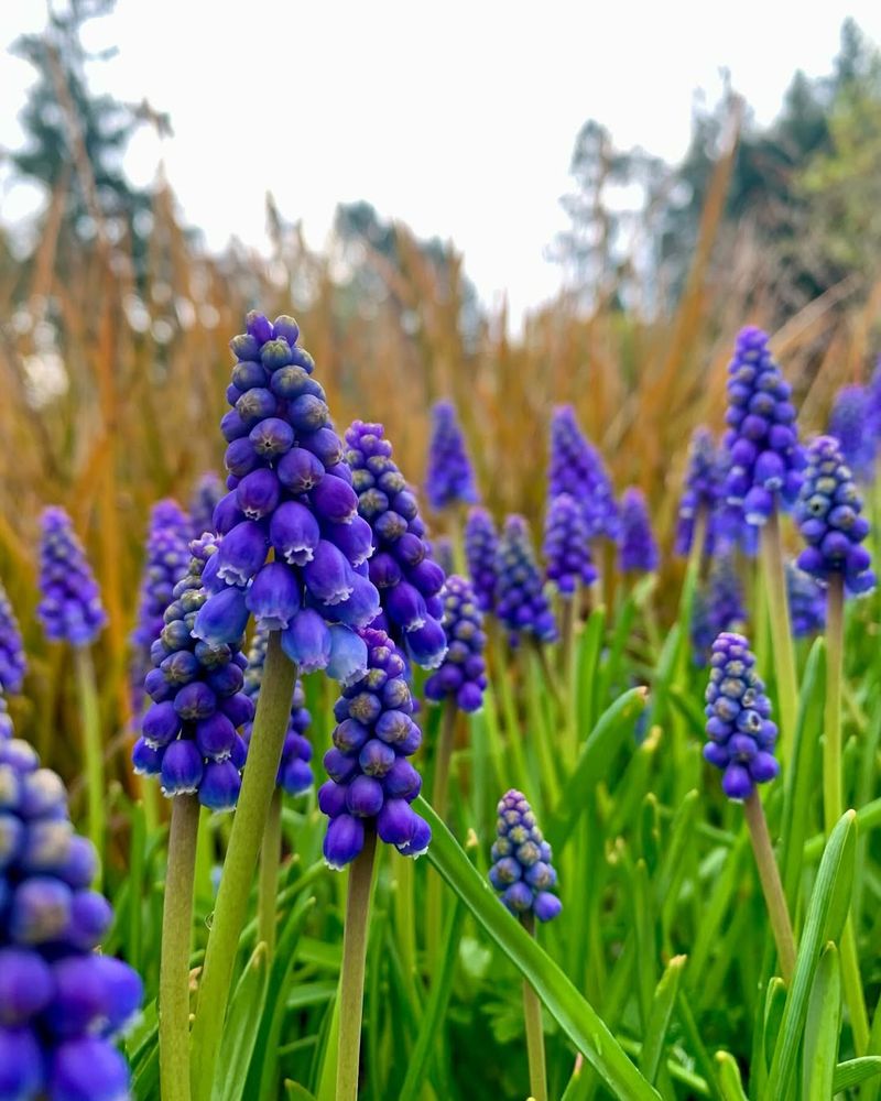 Grape Hyacinths