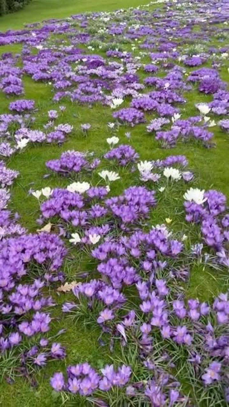 Crocuses