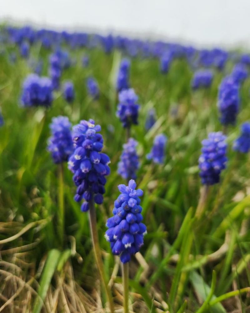 Grape Hyacinths