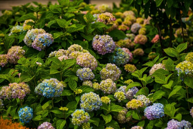 hydrangeas in fall