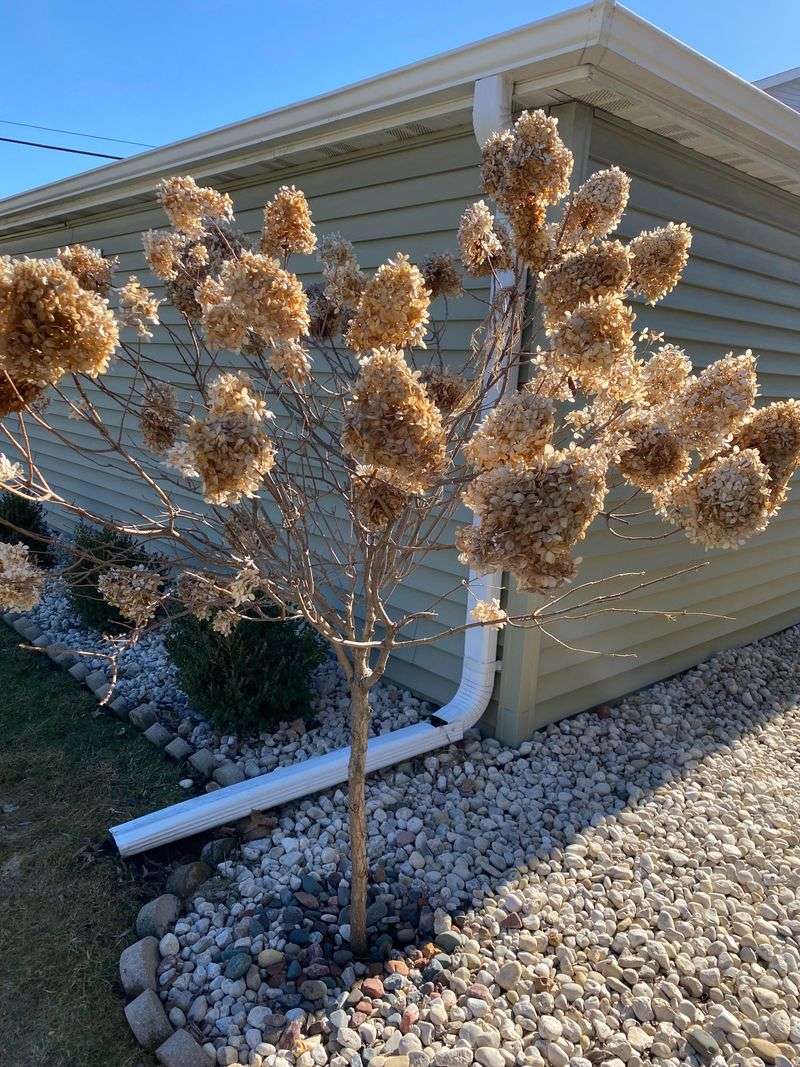 Prune Dead Wood And Spent Blooms