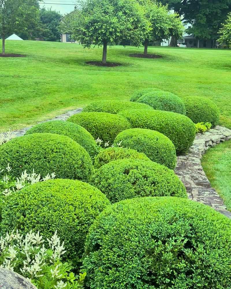 Boxwood (Buxus)