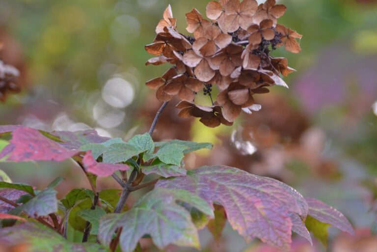dry hydrangea flower in fall