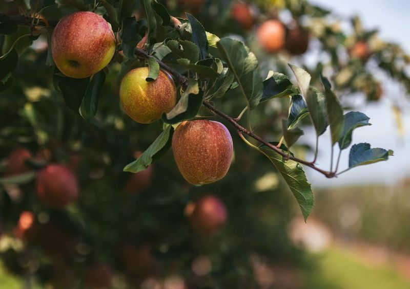 Fruit Trees