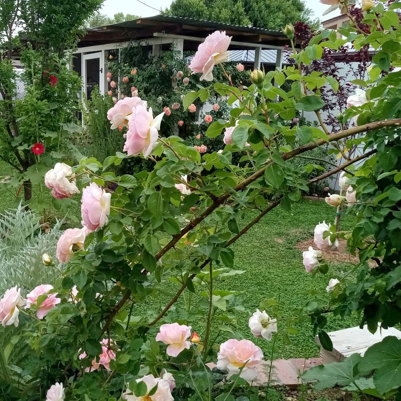Old Garden Roses Ready For Renewal