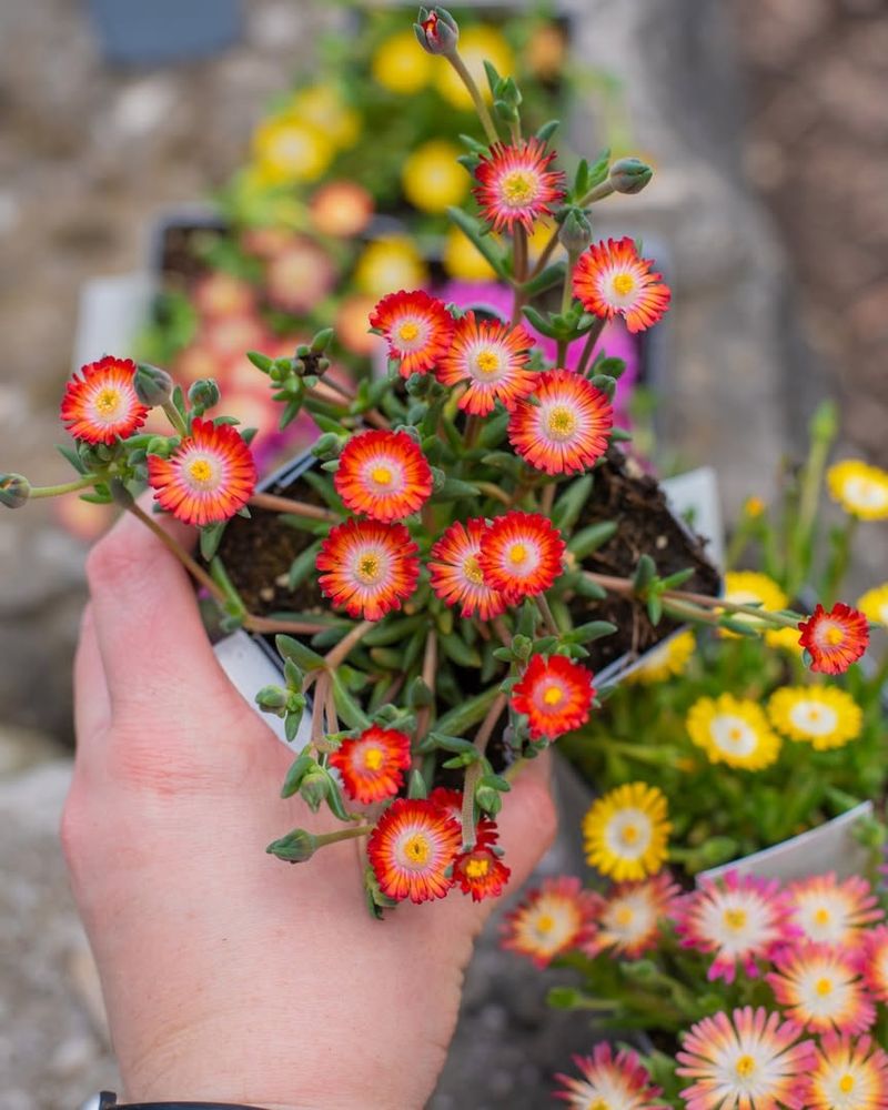 Creates A Natural Firebreak Around Your Property