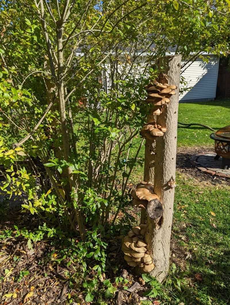 Cutting It Down Requires Special Strategy