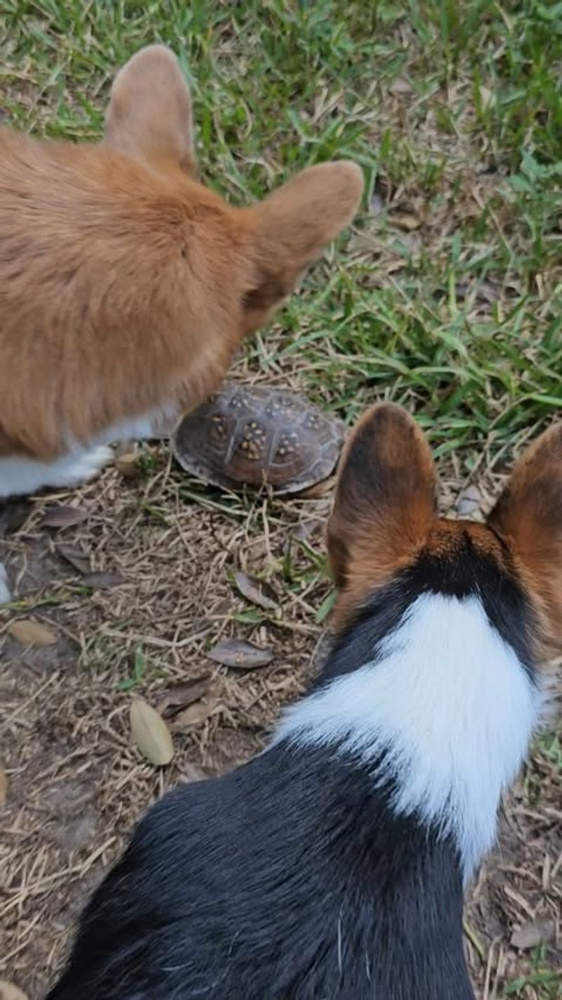 Keep Pets And Children Away