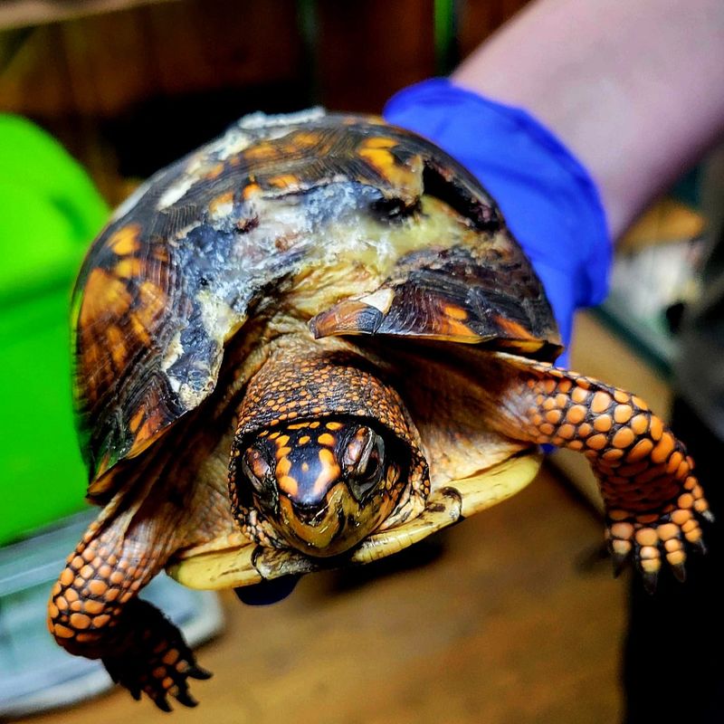 Check If The Turtle Appears Injured