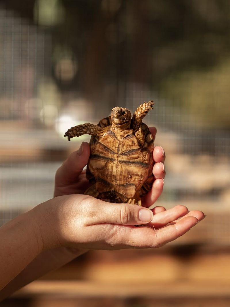 Check if the Turtle Needs Help