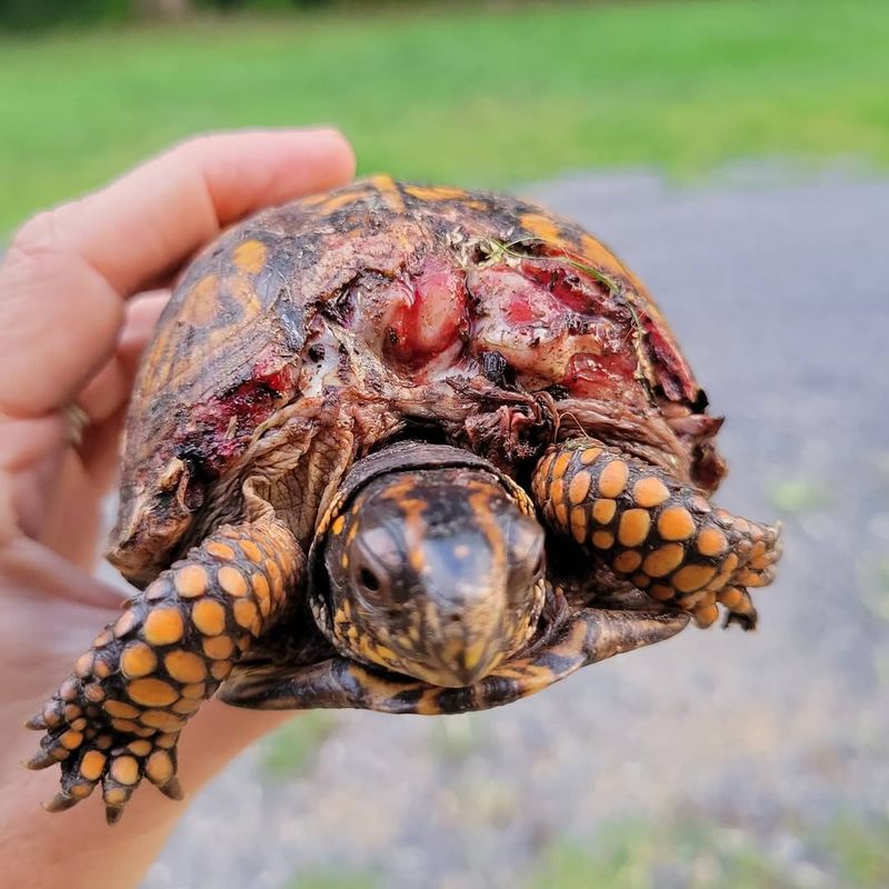 Check if the Turtle Appears Injured