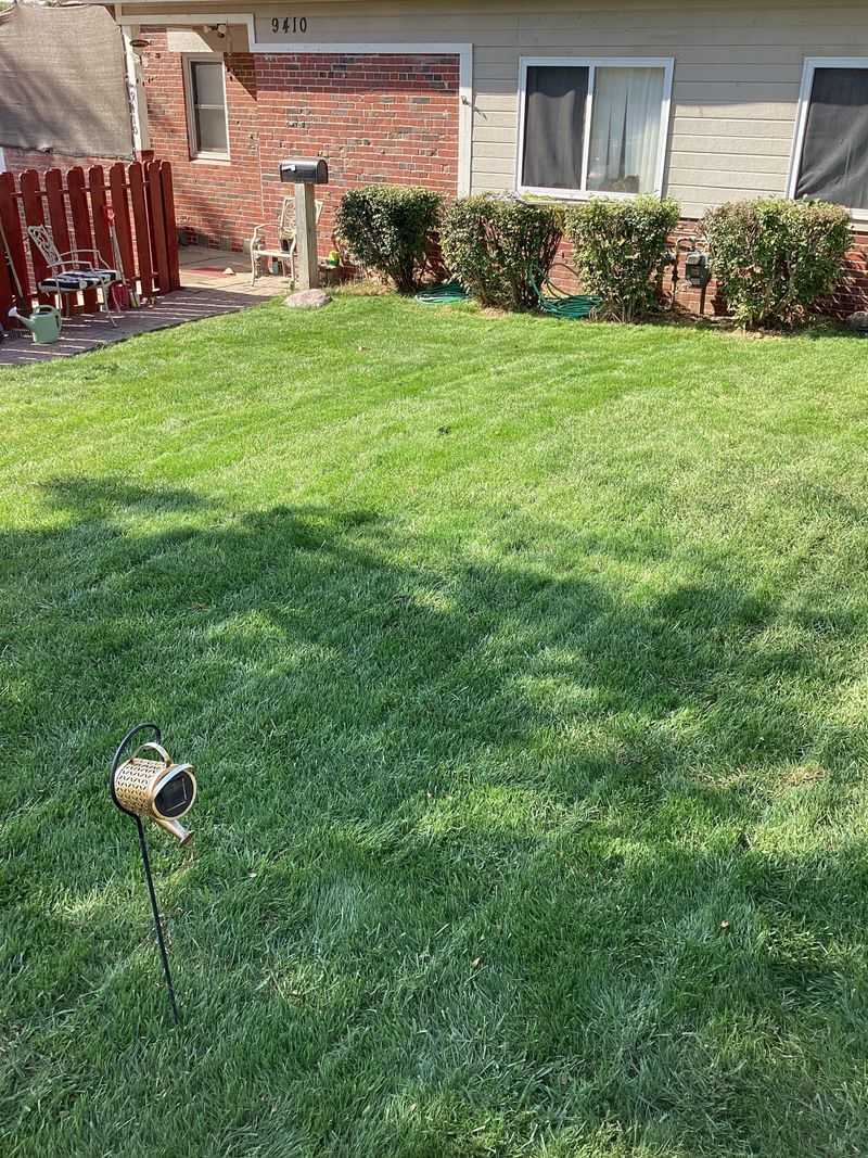 Watering Inconsistently or Not at All