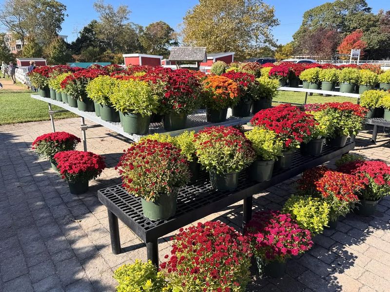 Picking Mums Based Only On Color