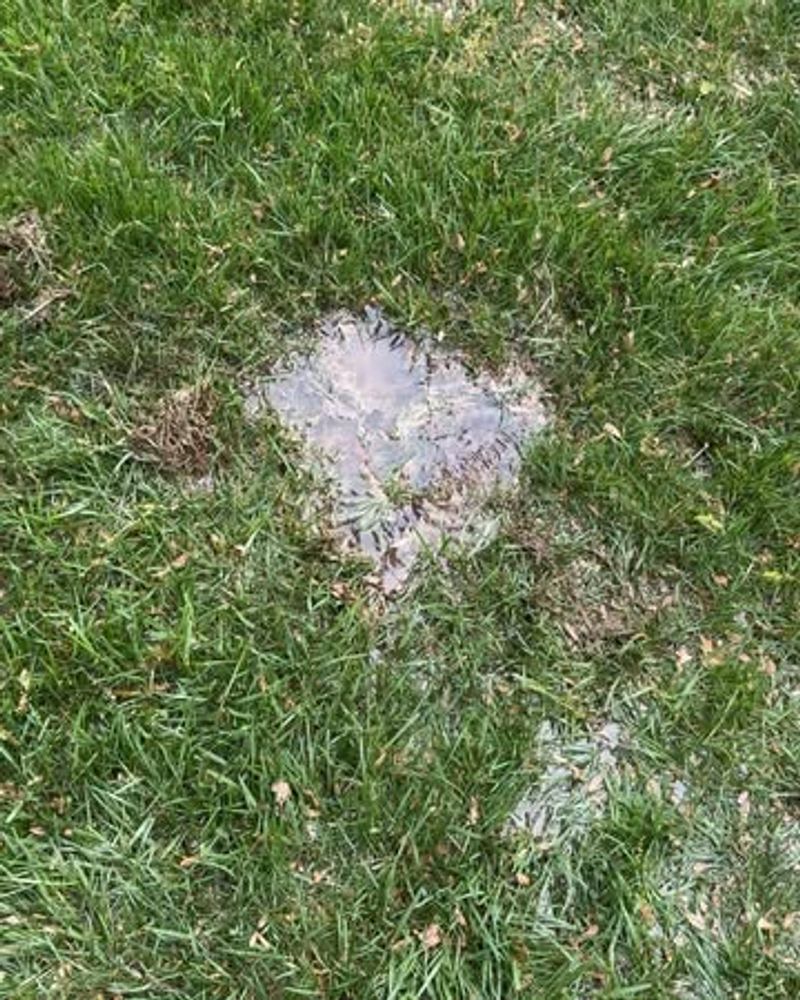 Over-Fertilizing Late in Season