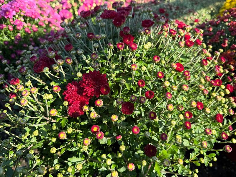 Watering Foundation Plants Too Late in Season