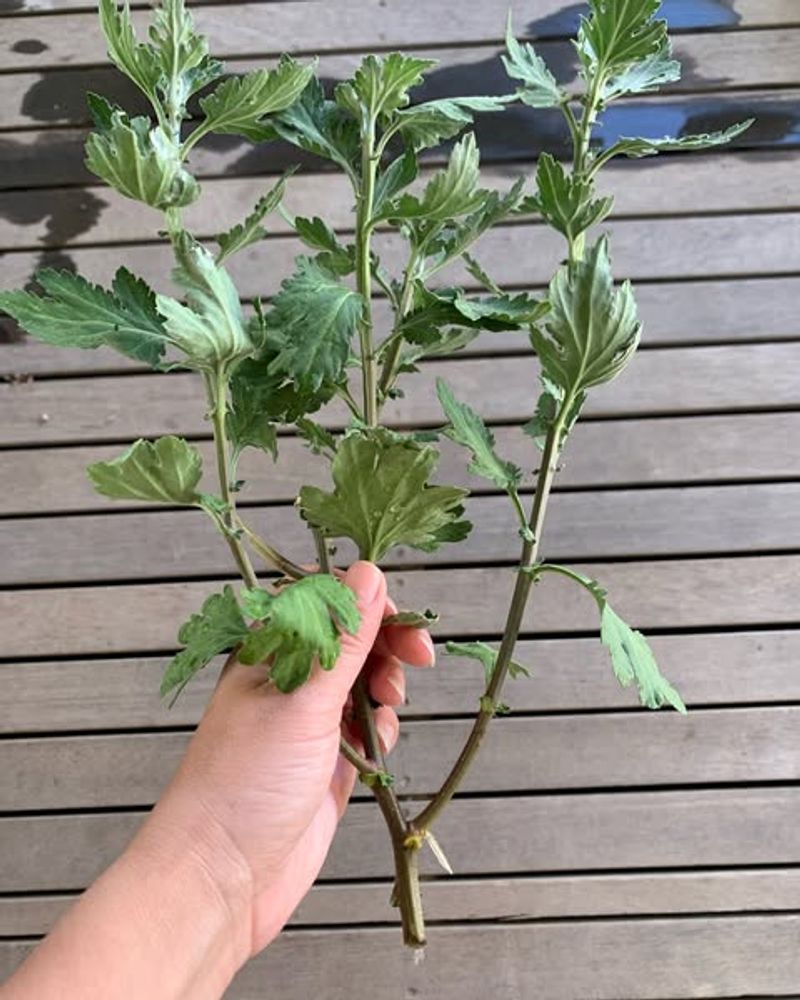 Skipping The Root Check