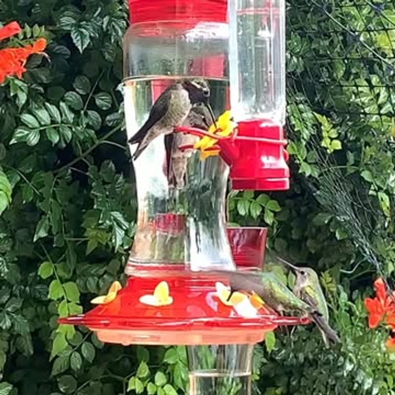 Overcrowding Your Feeding Station