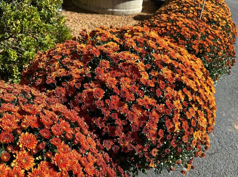 Buying Mums Already In Full Bloom