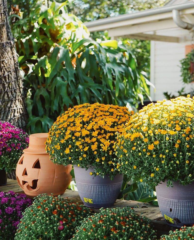 Buying Too Late In The Season