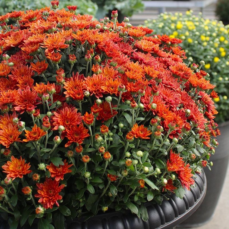 Picking Colors Without Considering Your Garden Layout