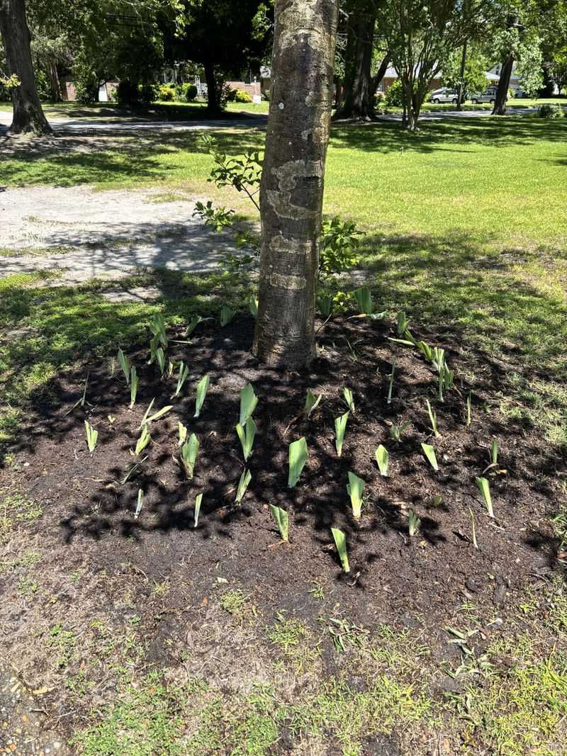 Skipping Fertilizer at Planting Time