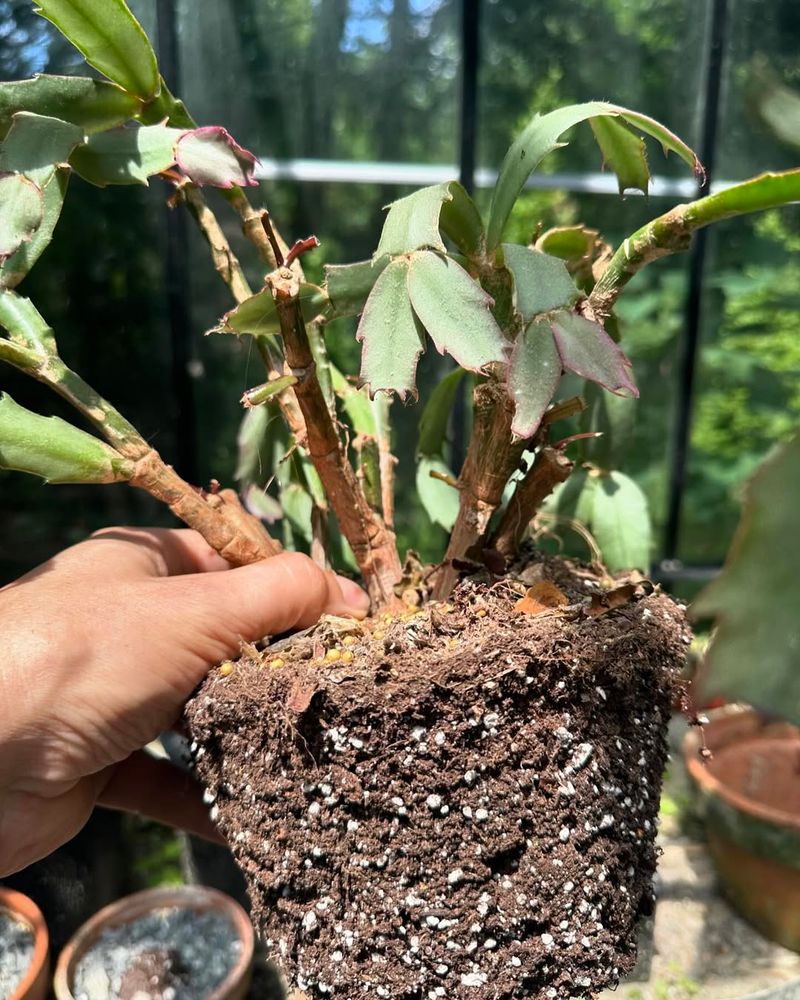 Using the Wrong Soil