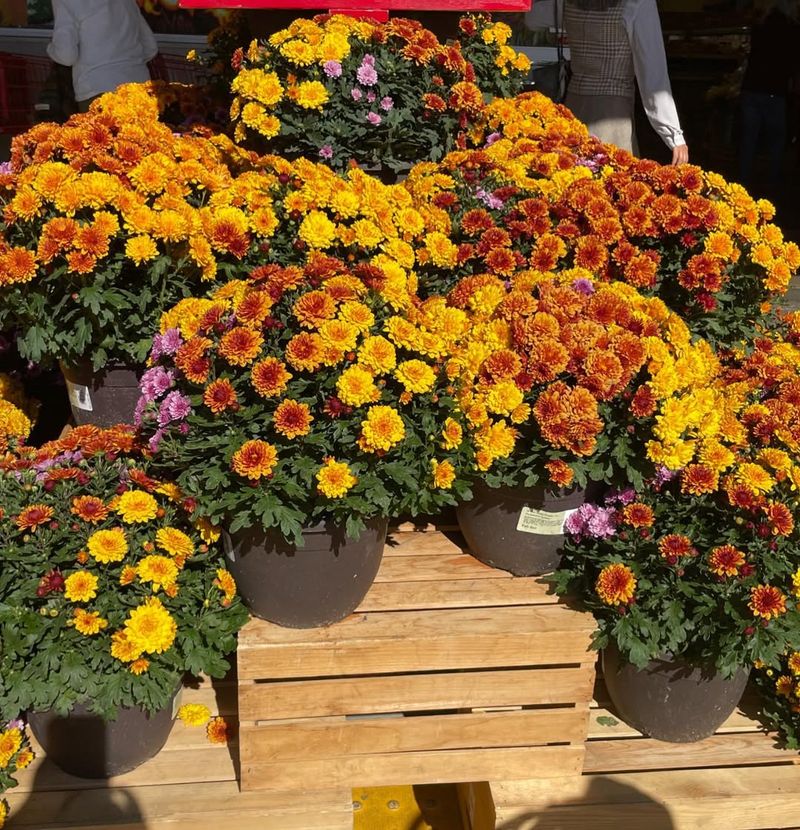 Buying Mums Too Late In The Season