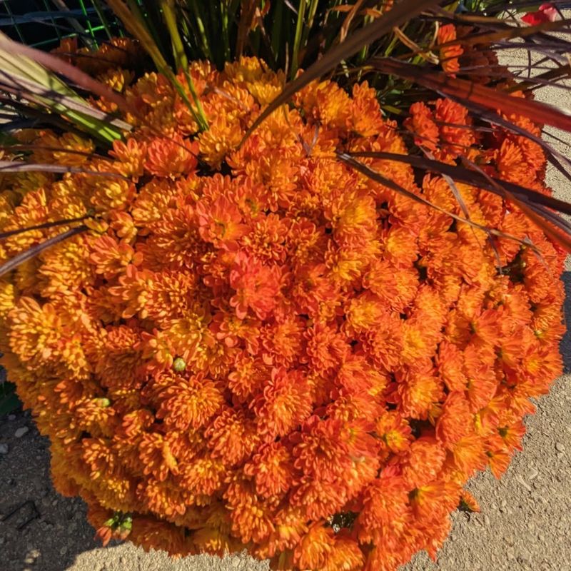 Buying Too Early In The Season