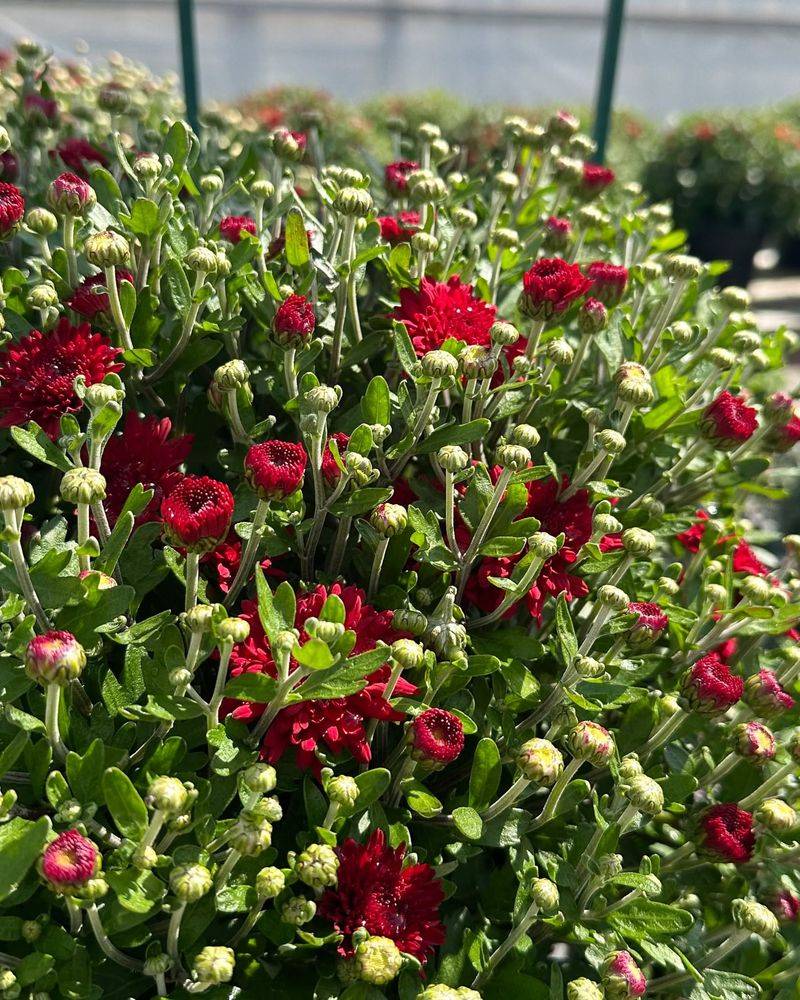 Choosing Mums Based Only on Flower Color