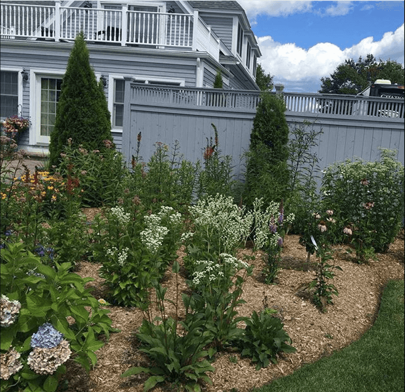 Safer Alternatives for Pet-Friendly Gardens