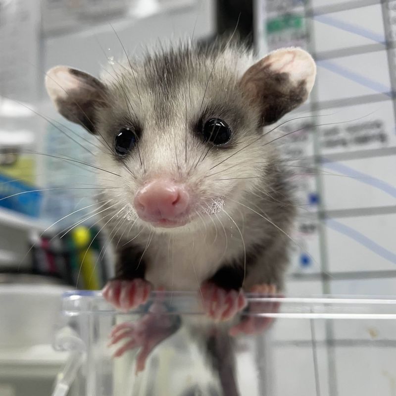 Rarely Carry Rabies