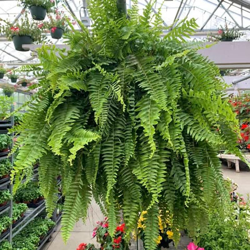 Boston Ferns