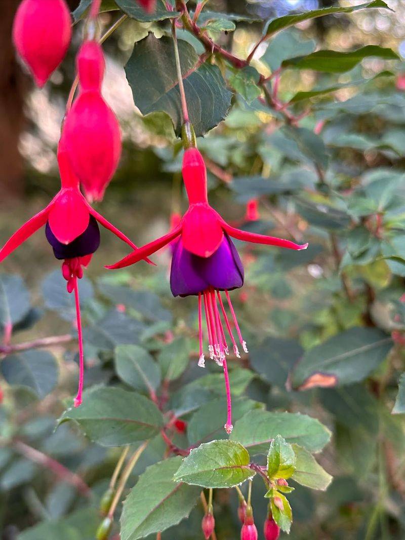 Fuchsia